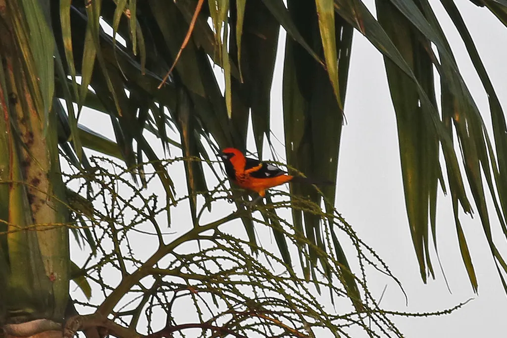 斑胸拟鹂(Icterus pectoralis)