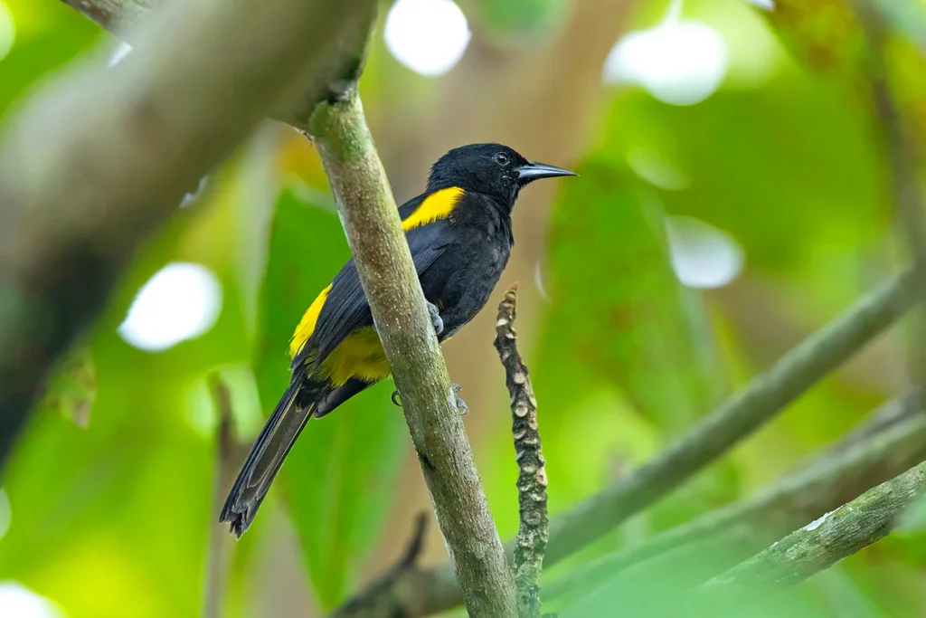 波多黎各拟鹂(Icterus portoricensis)