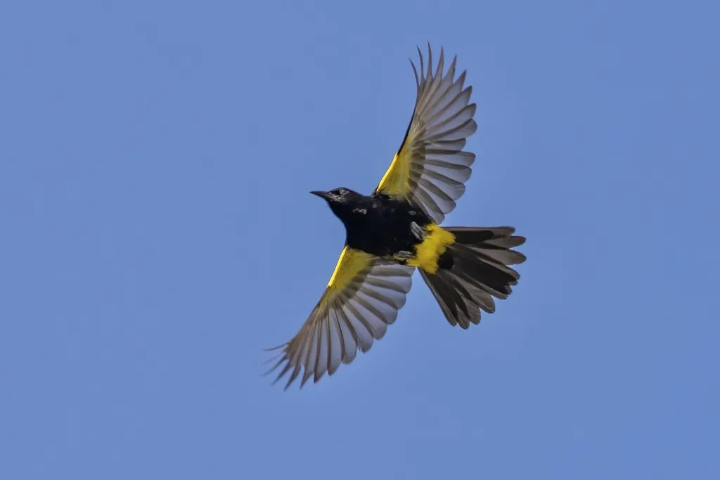 波多黎各拟鹂(Icterus portoricensis)