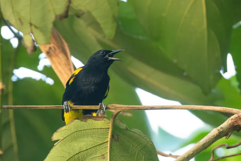 波多黎各拟鹂(Icterus portoricensis)