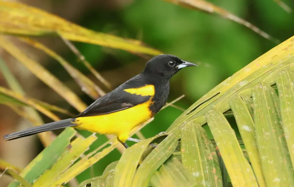 黑顶拟鹂(Icterus prosthemelas)