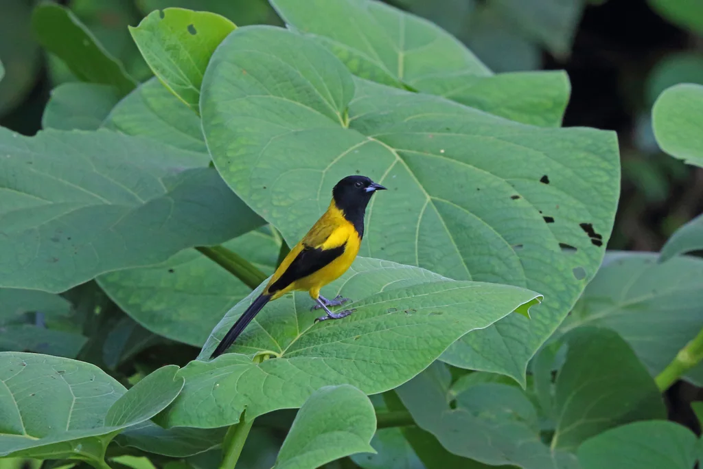黑顶拟鹂(Icterus prosthemelas)