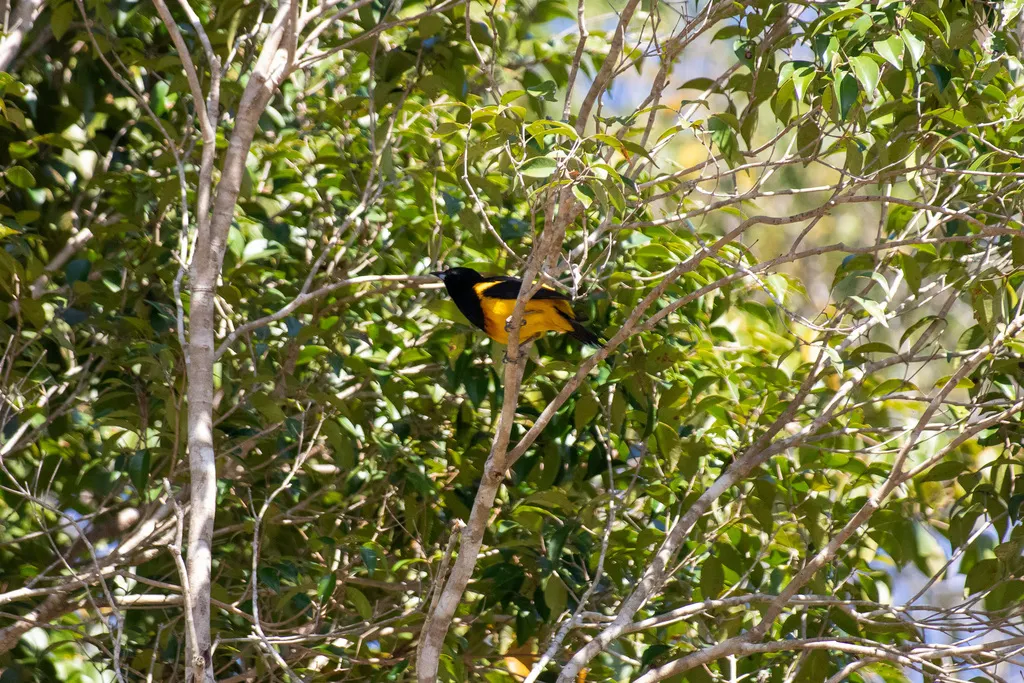黑顶拟鹂(Icterus prosthemelas)