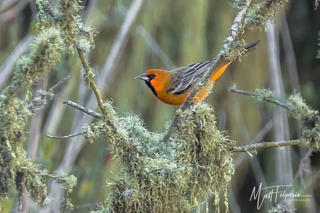 红头拟鹂(Icterus pustulatus)