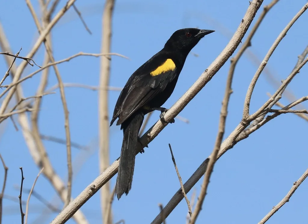 杂色黑拟鹂(Icterus pyrrhopterus)