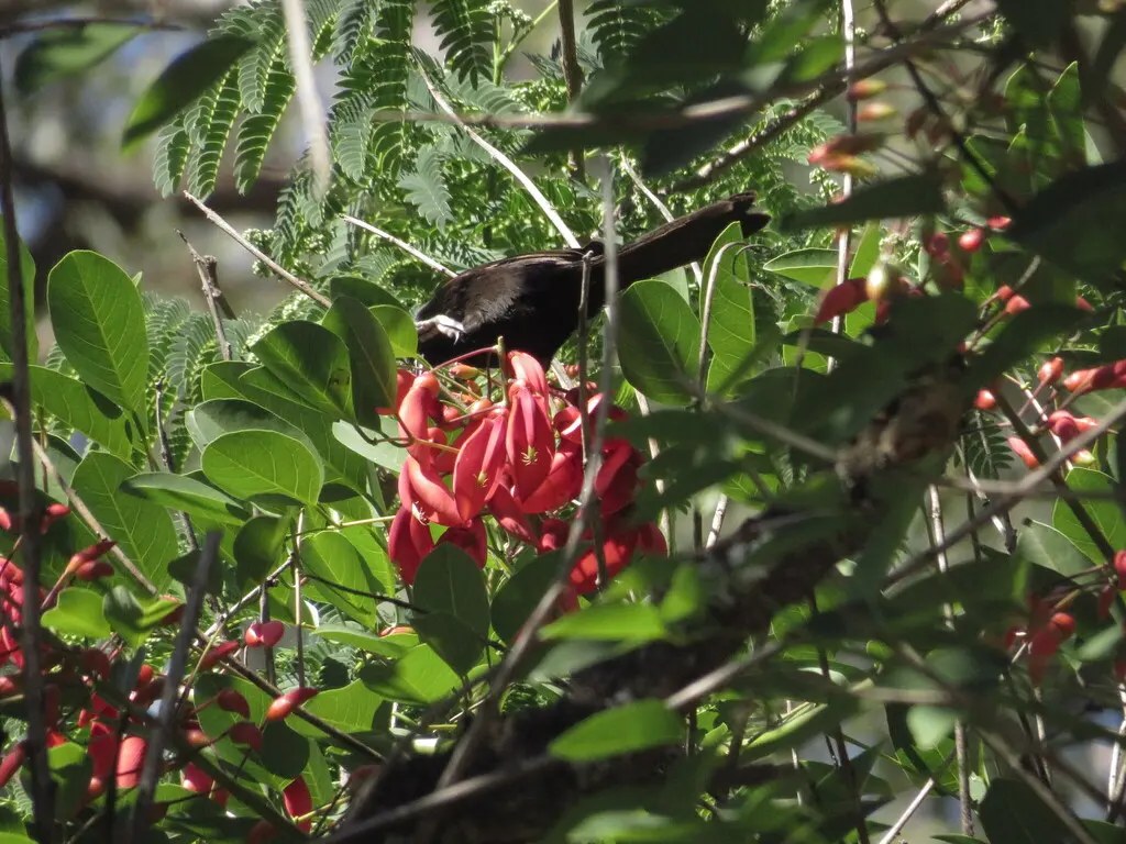 杂色黑拟鹂(Icterus pyrrhopterus)