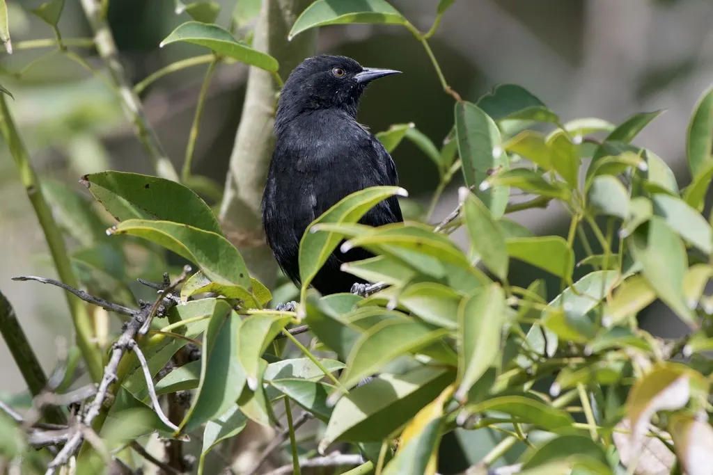 杂色黑拟鹂(Icterus pyrrhopterus)