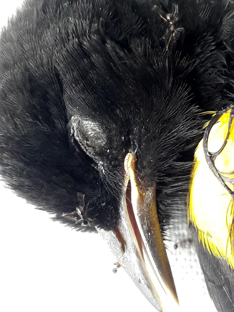 杂色黑拟鹂(Icterus pyrrhopterus)