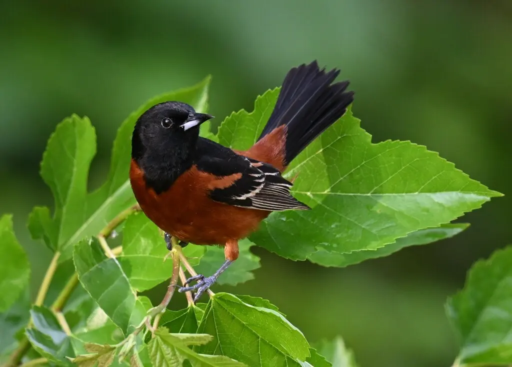 圃拟鹂(Icterus spurius)
