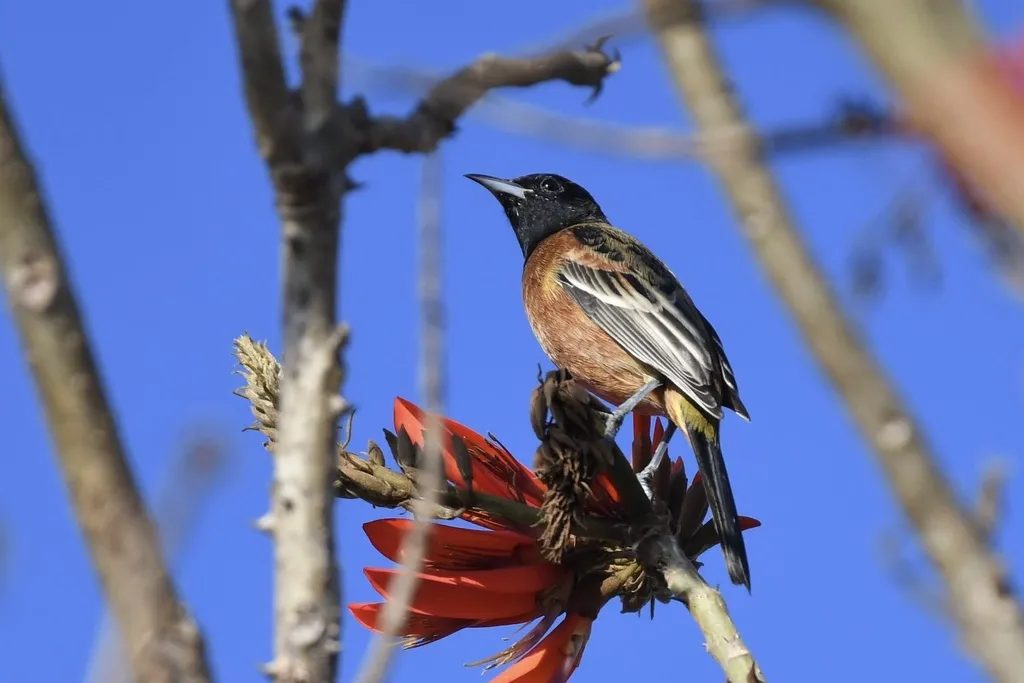 圃拟鹂(Icterus spurius)
