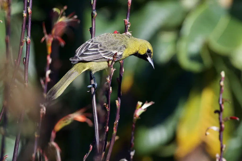 圃拟鹂(Icterus spurius)