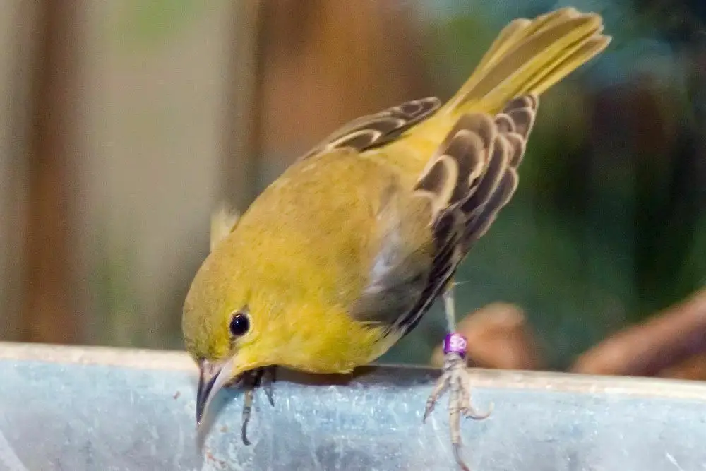 圃拟鹂(Icterus spurius)