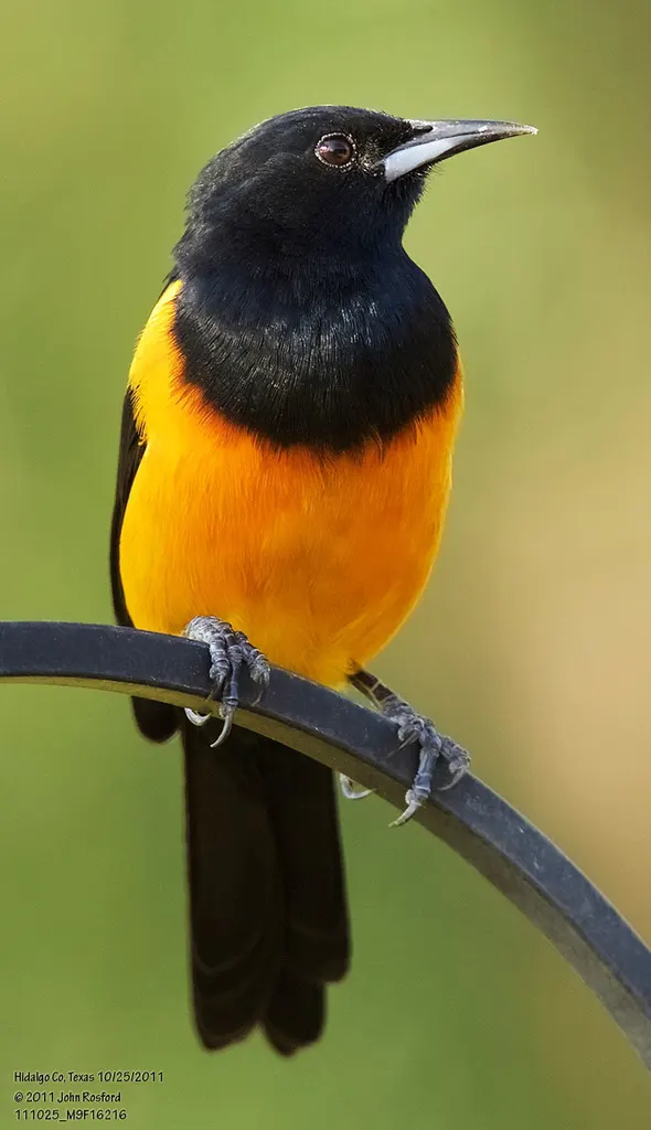 黑臀拟鹂(Icterus wagleri)