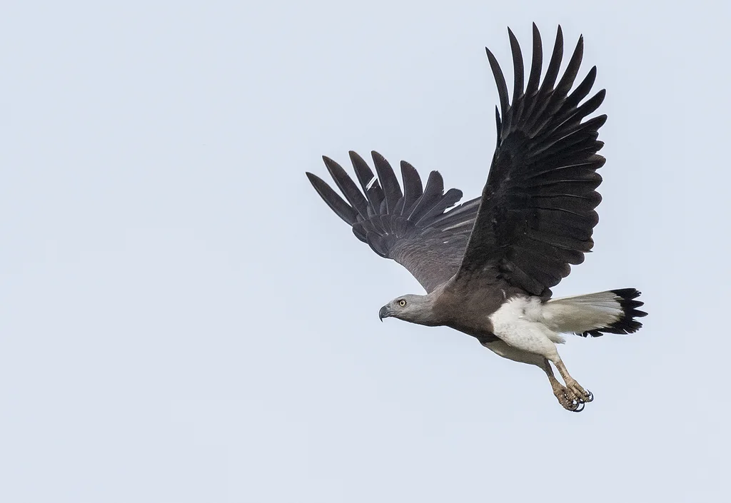 灰头渔雕(Icthyophaga ichthyaetus)
