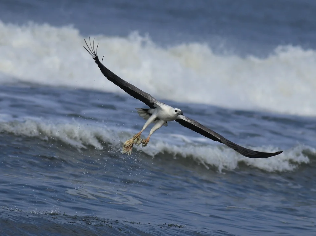 白腹海雕(Icthyophaga leucogaster)