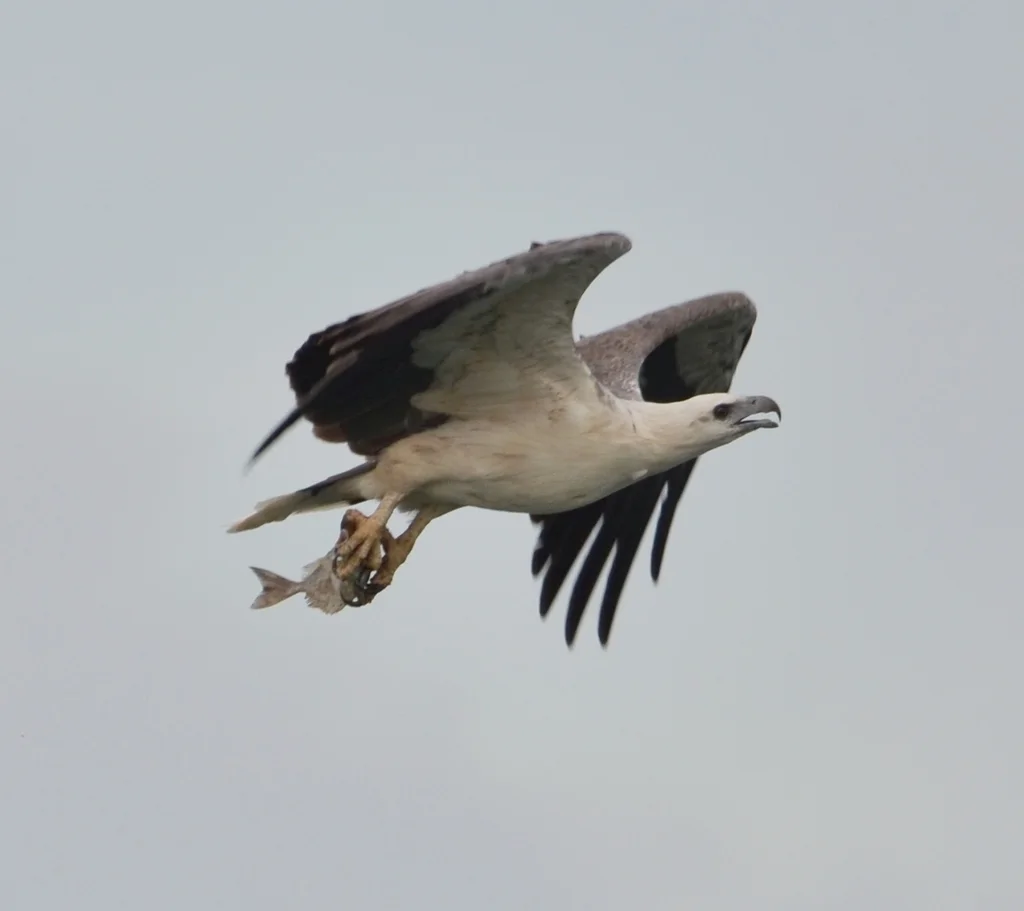白腹海雕(Icthyophaga leucogaster)