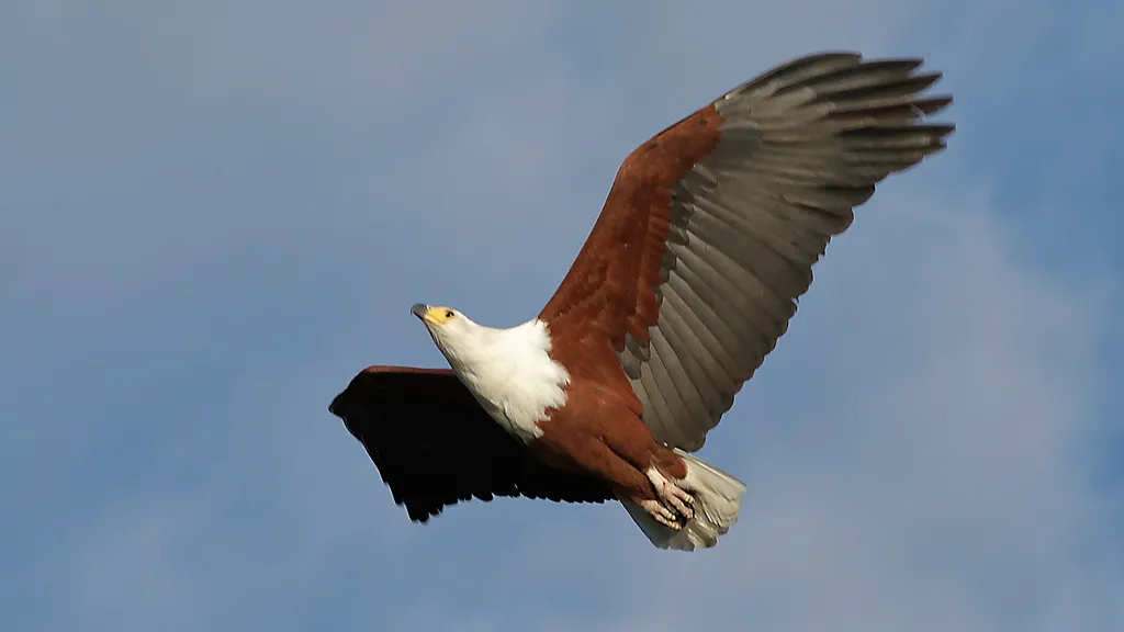 非洲海雕(Icthyophaga vocifer)