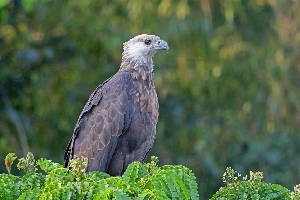马岛海雕（Icthyophaga vociferoides）