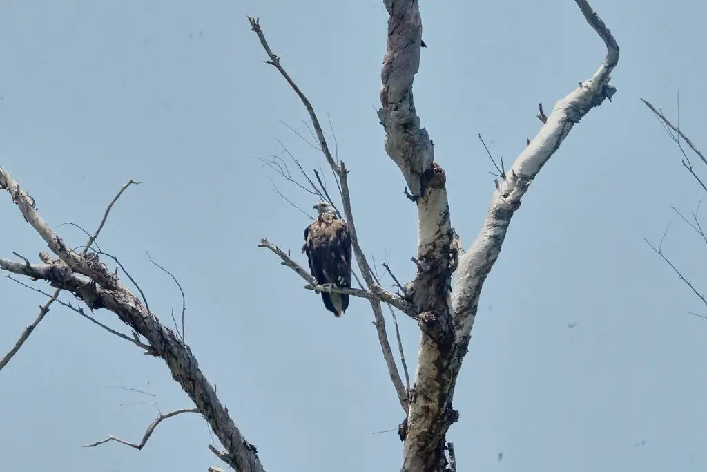 马岛海雕（Icthyophaga vociferoides）