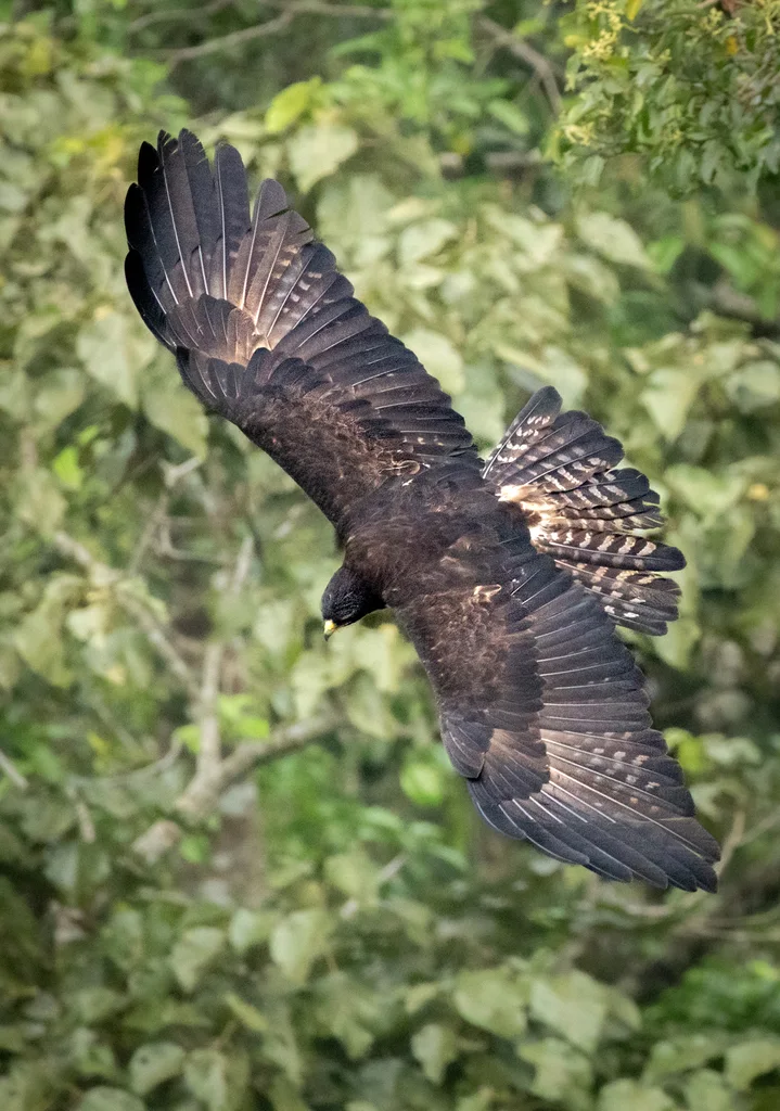 林雕(Ictinaetus malaiensis)