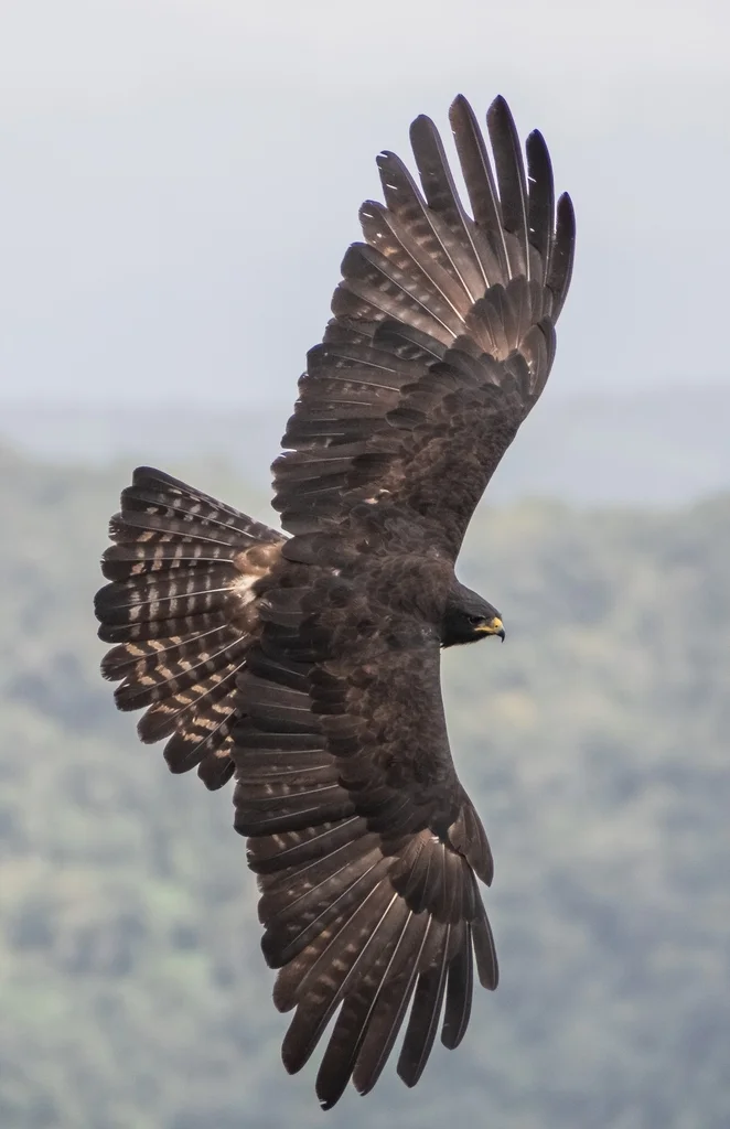 林雕(Ictinaetus malaiensis)