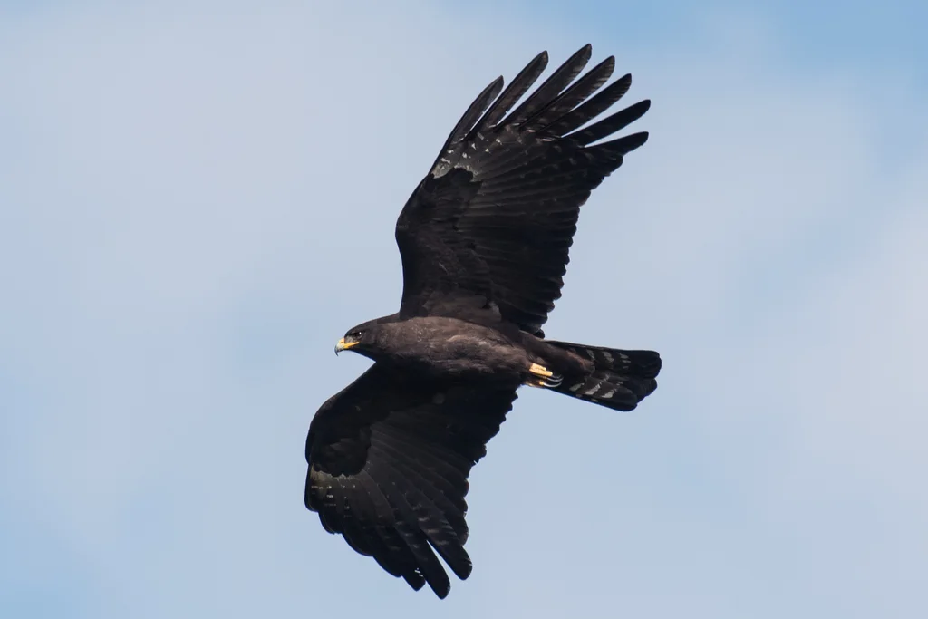 林雕(Ictinaetus malaiensis)