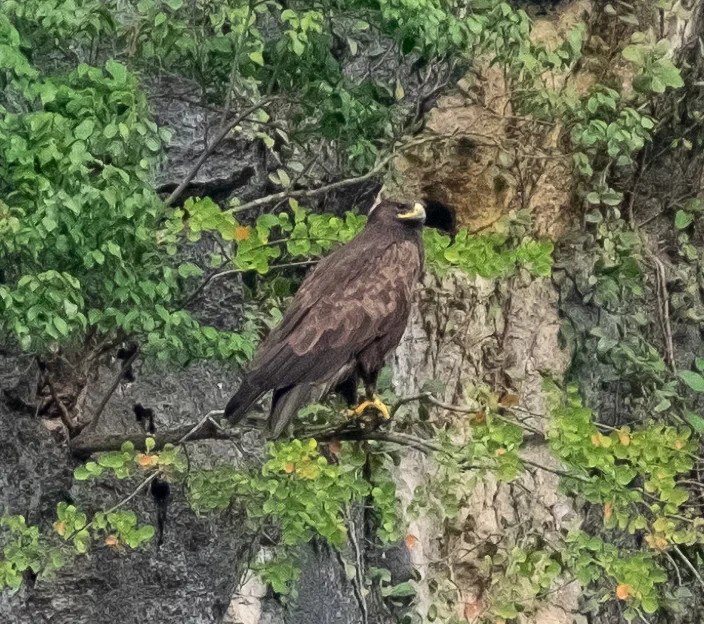 林雕(Ictinaetus malaiensis)