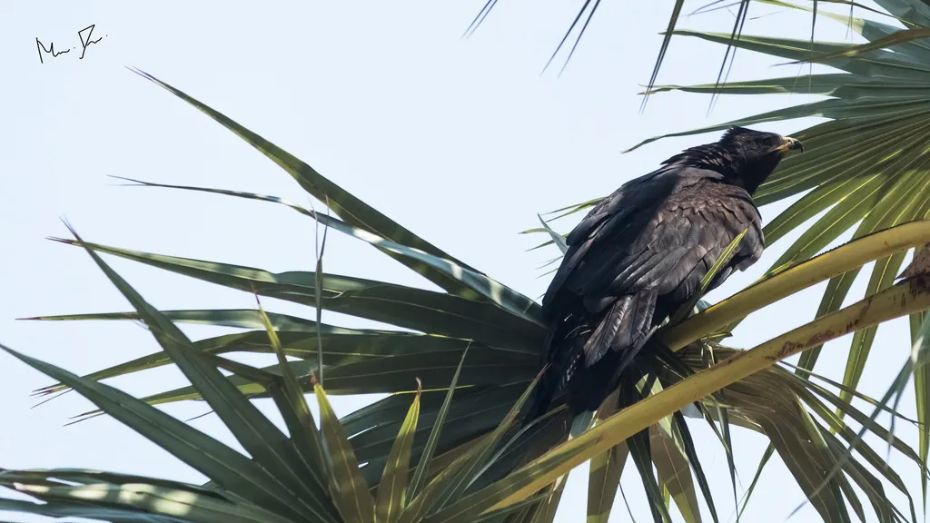 林雕(Ictinaetus malaiensis)