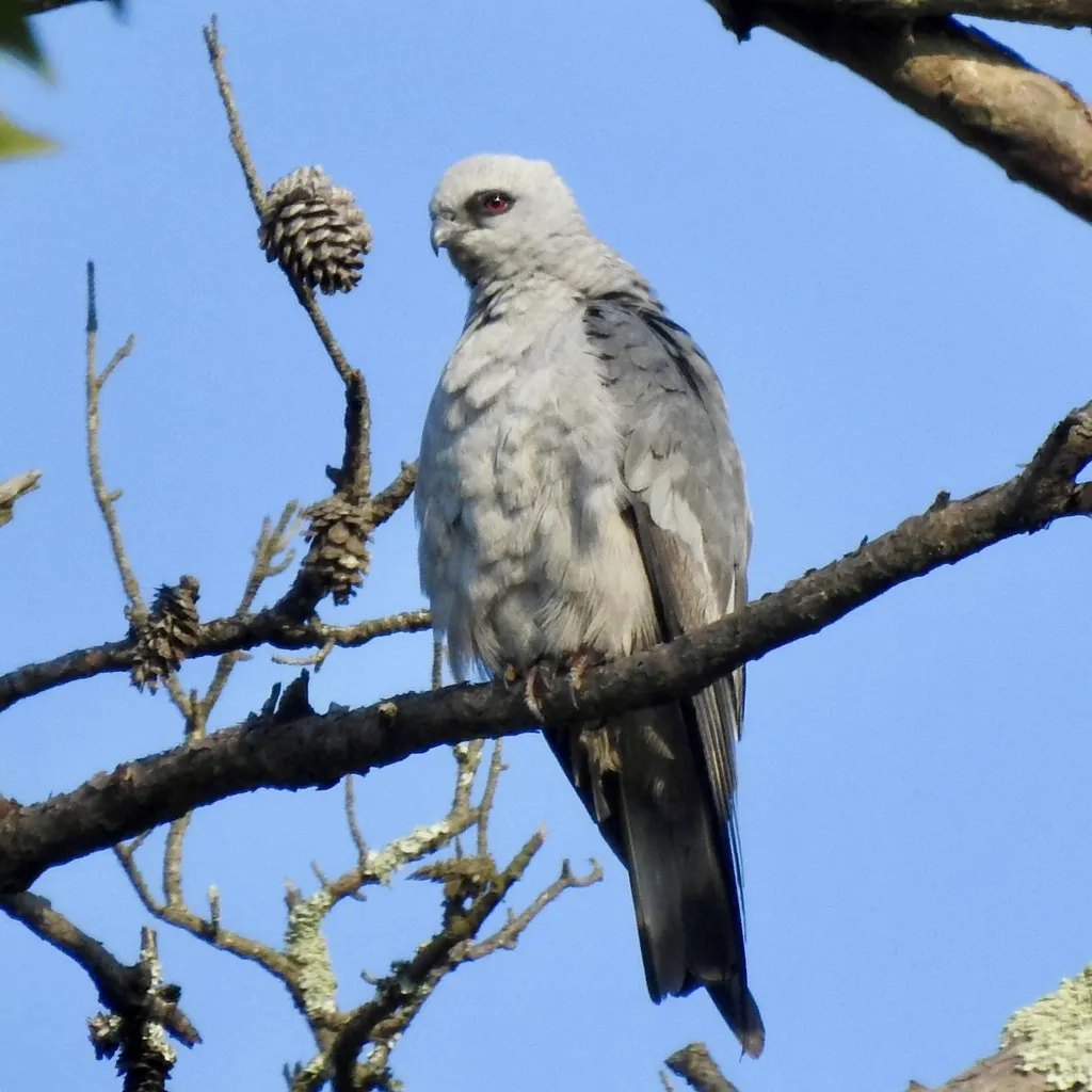 密西西比灰鸢(Ictinia mississippiensis)