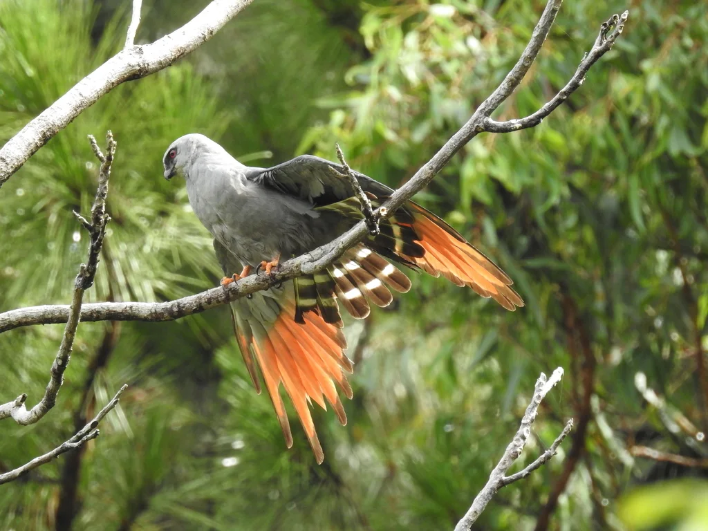 南美灰鸢(Ictinia plumbea)