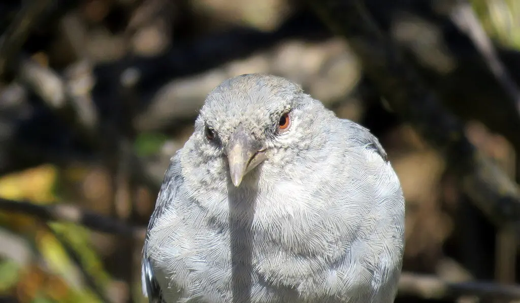 短尾雀鹀(Idiopsar brachyurus)