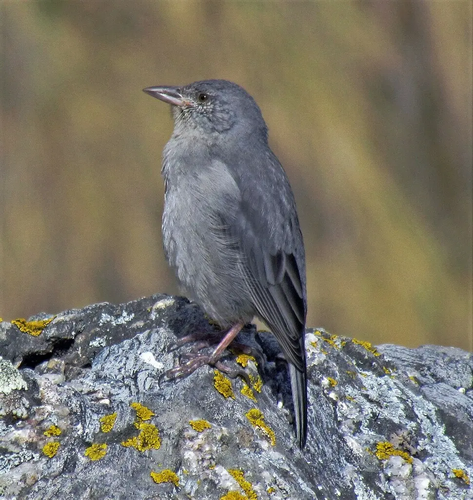 短尾雀鹀(Idiopsar brachyurus)