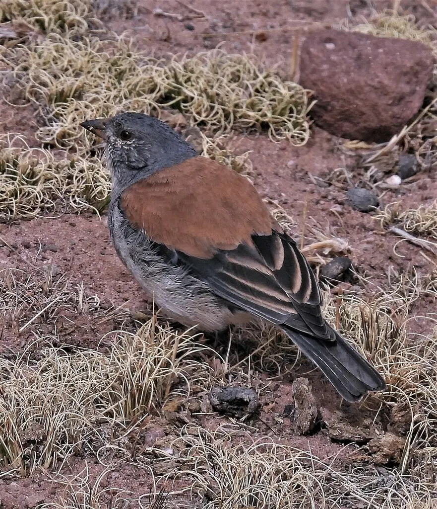 红背岭雀鹀(Idiopsar dorsalis)