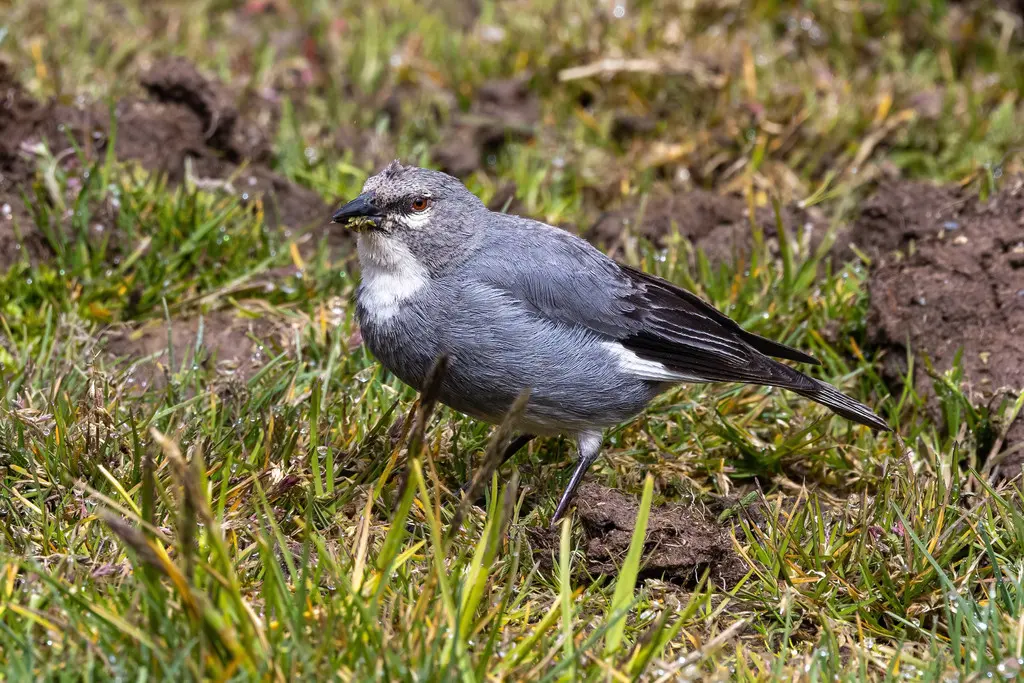 白翅迪卡雀（Idiopsar speculifer）
