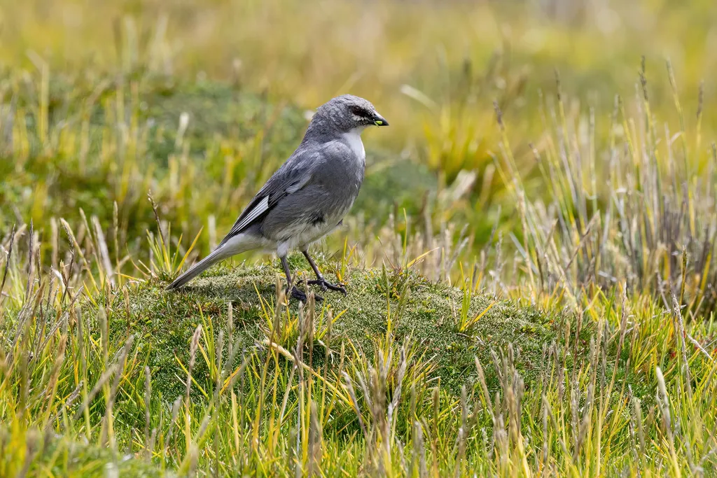 白翅迪卡雀（Idiopsar speculifer）