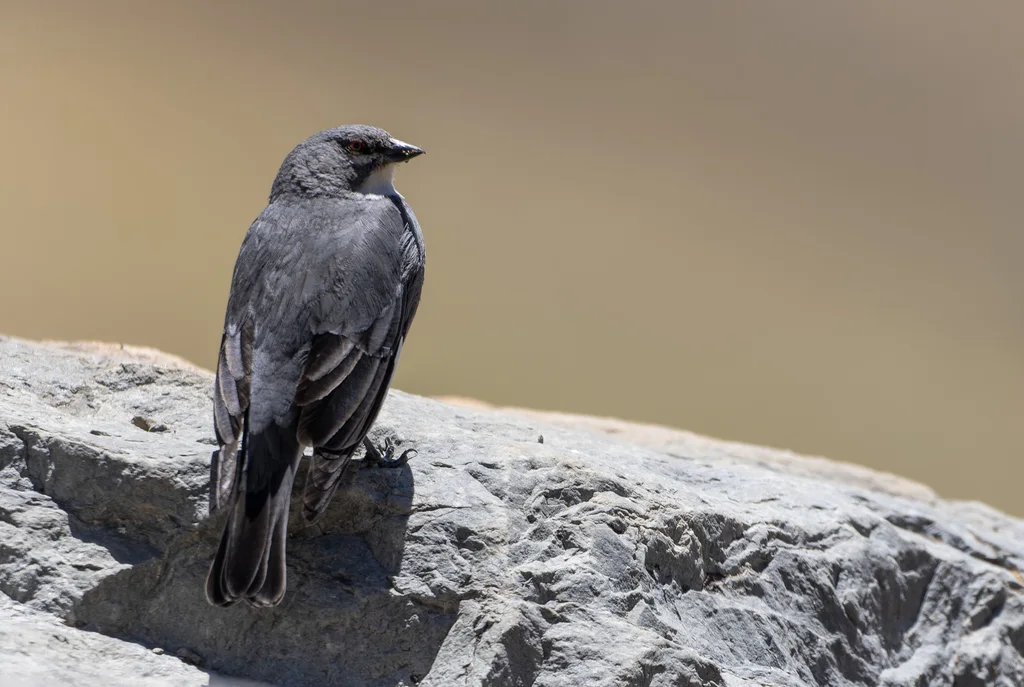 白翅迪卡雀（Idiopsar speculifer）