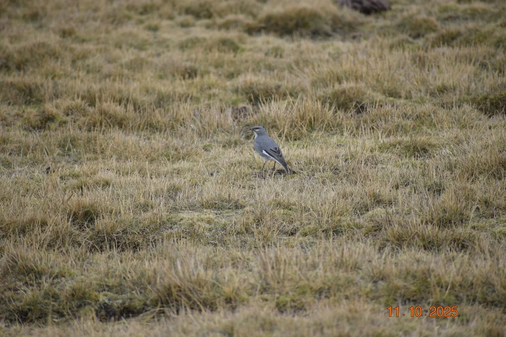 白翅迪卡雀（Idiopsar speculifer）