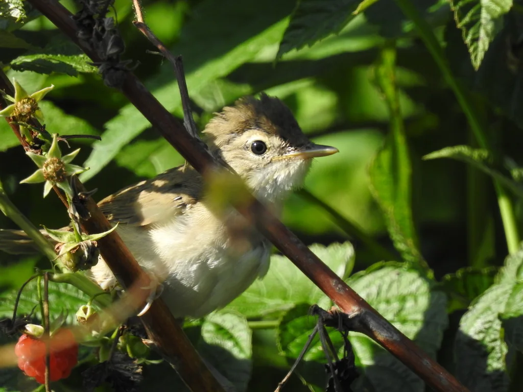 靴篱莺(Iduna caligata)