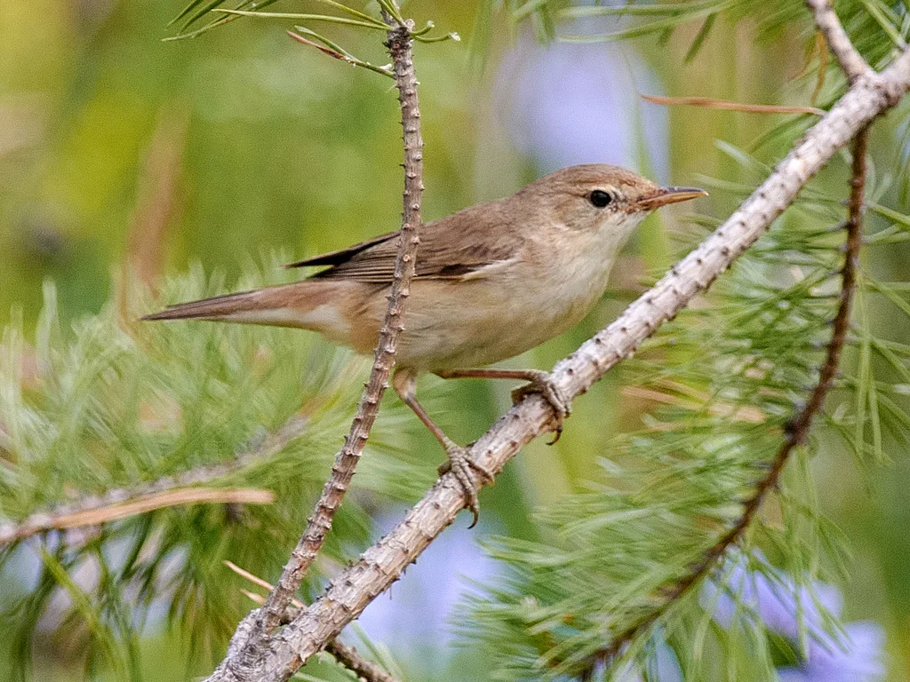 靴篱莺(Iduna caligata)