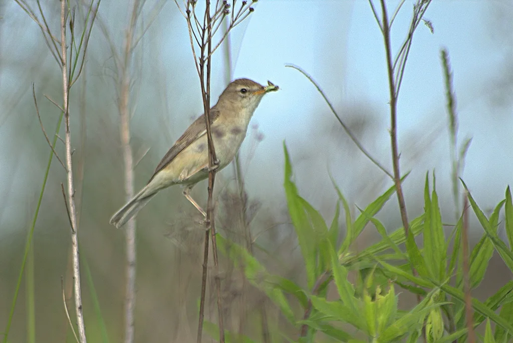靴篱莺(Iduna caligata)