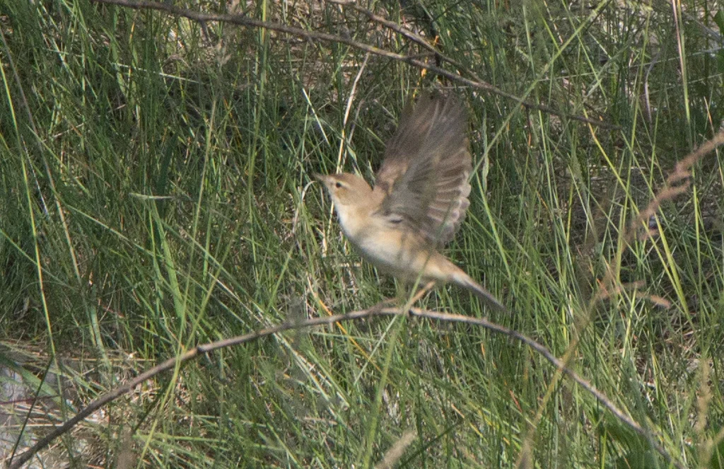 靴篱莺(Iduna caligata)