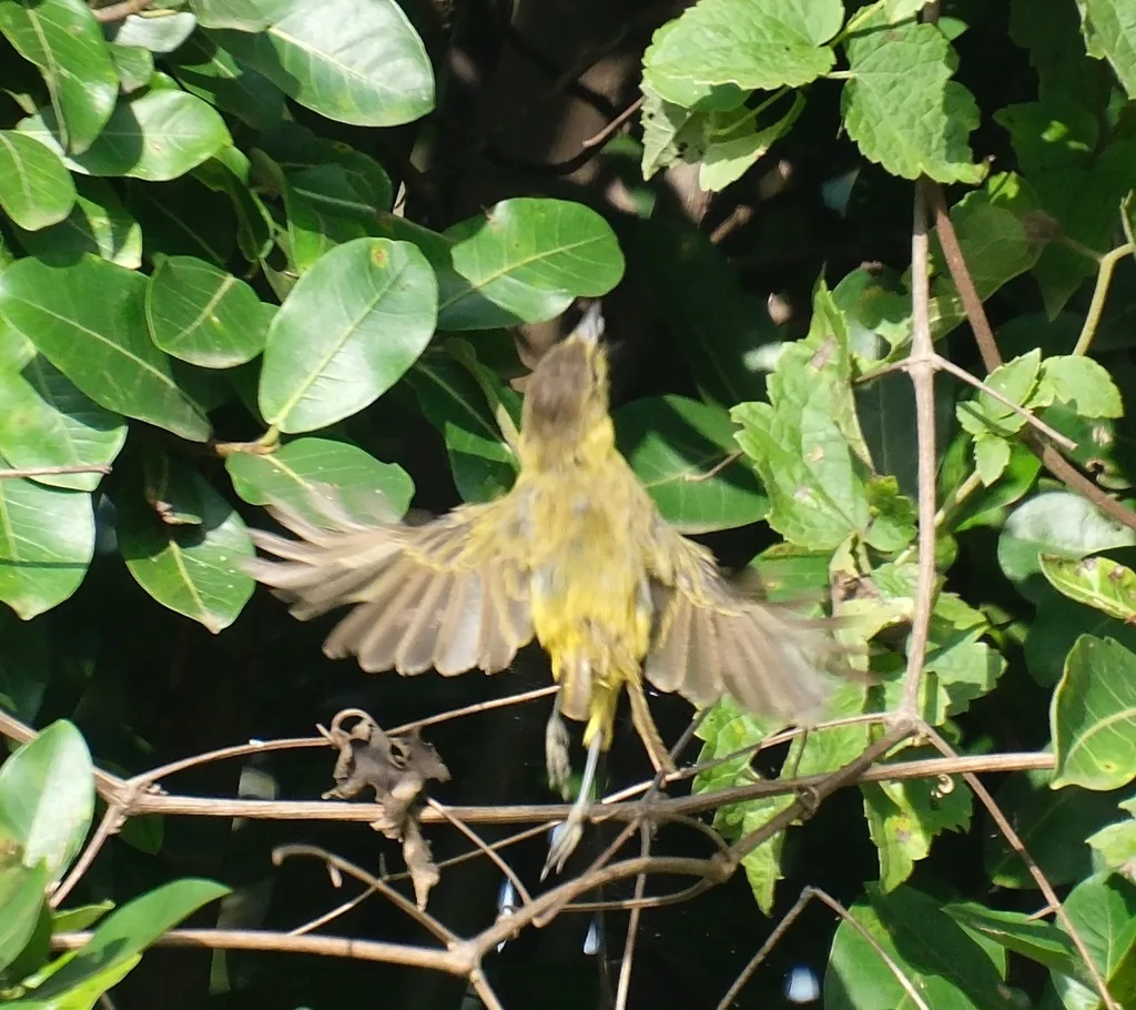 黄捕蝇莺(Iduna natalensis)
