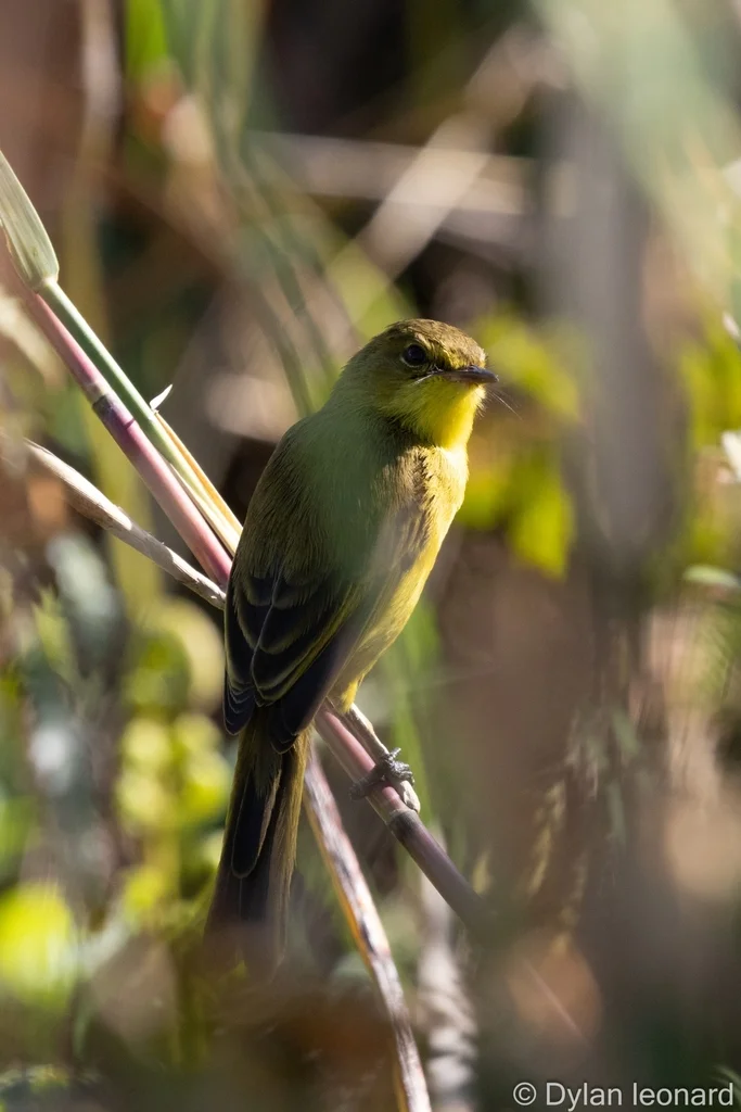 黄捕蝇莺(Iduna natalensis)