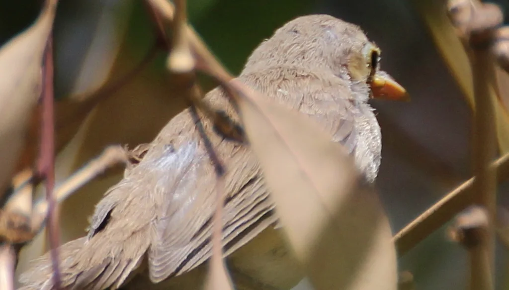 西草绿篱莺(Iduna opaca)