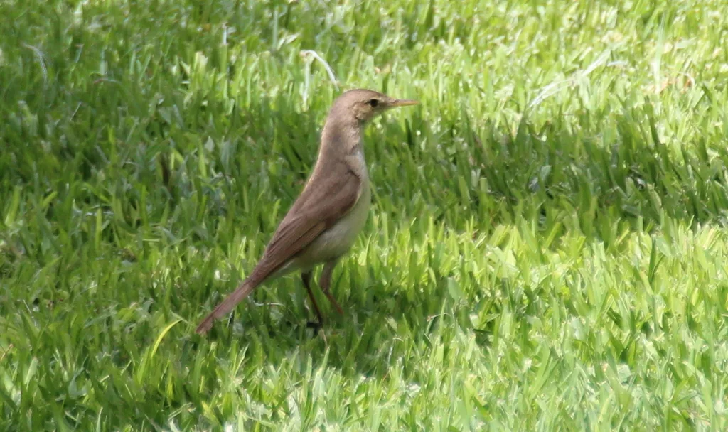西草绿篱莺(Iduna opaca)