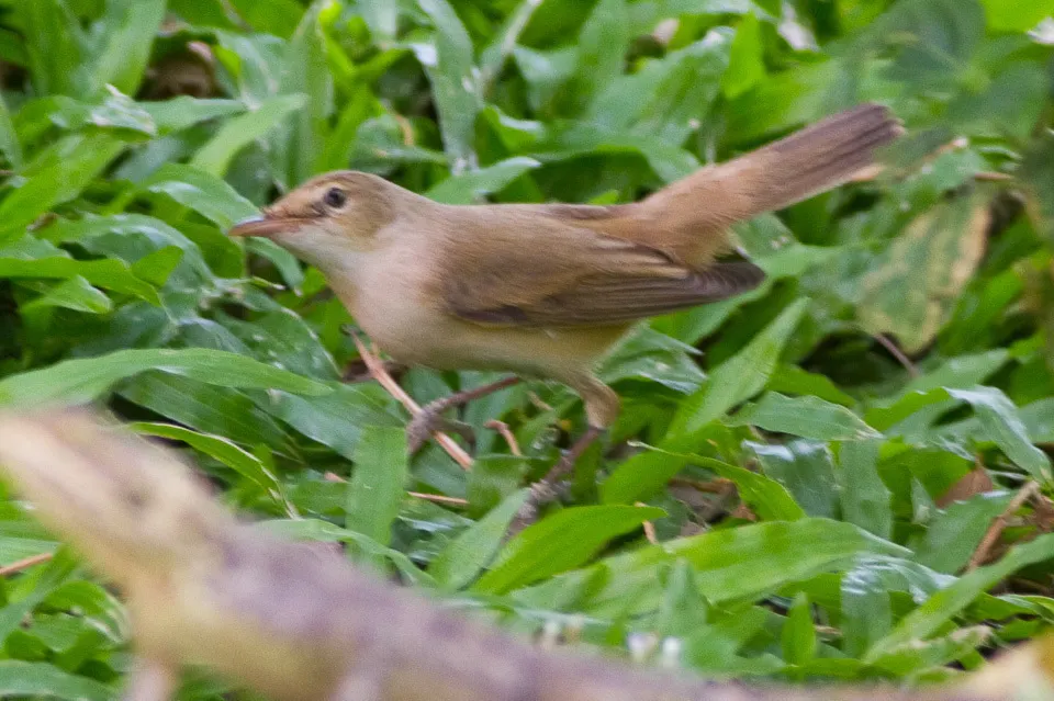 西草绿篱莺(Iduna opaca)