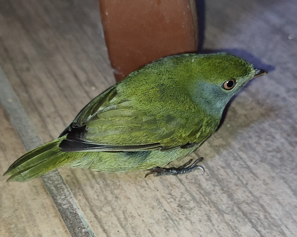 针尾娇鹟（Ilicura militaris）