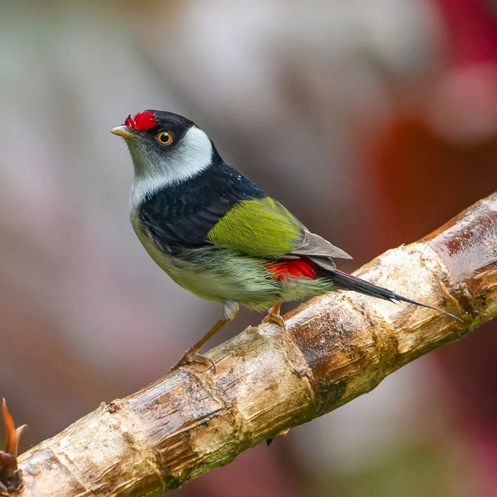 针尾娇鹟（Ilicura militaris）