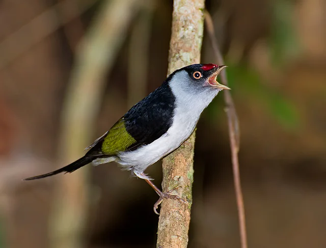 针尾娇鹟（Ilicura militaris）