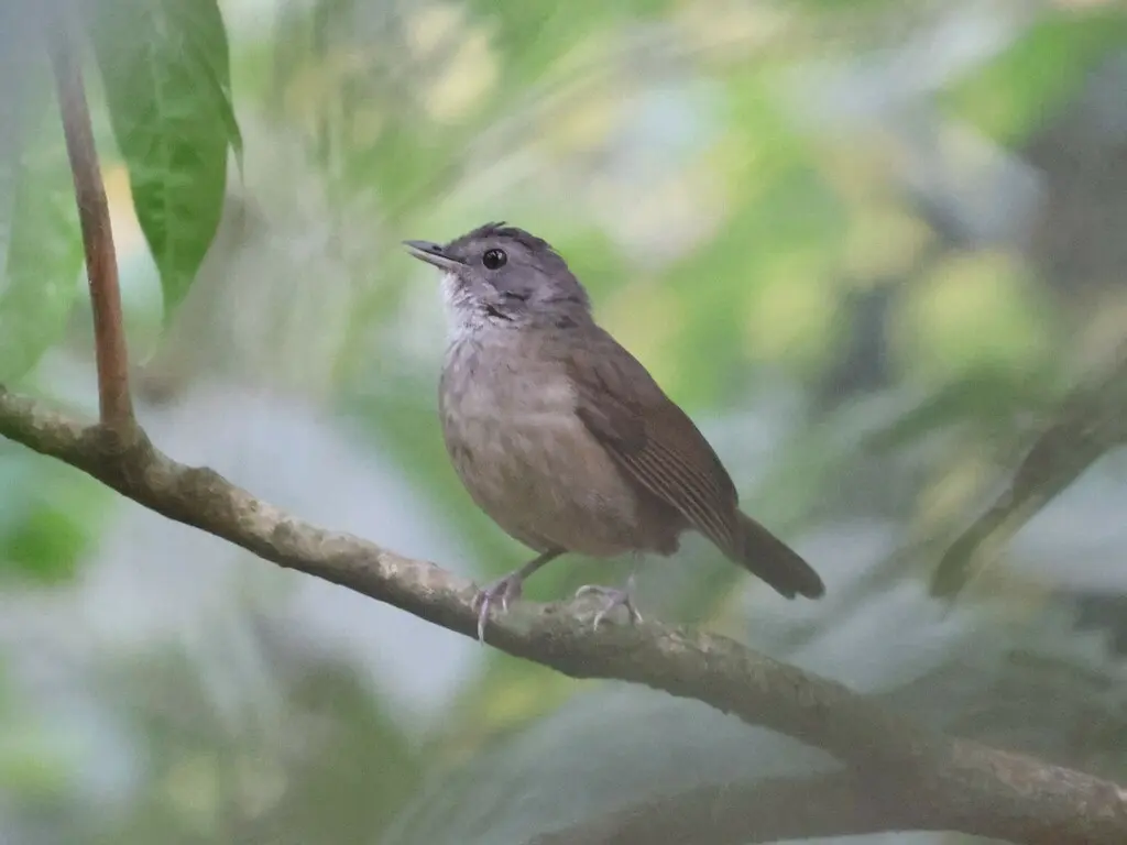 白胸非洲雅鹛（Illadopsis albipectus）